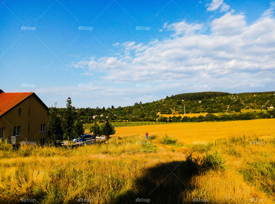 View of the meadow at dawn
