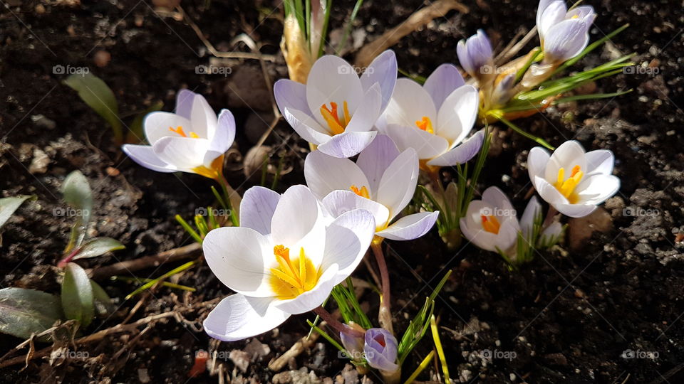 Crocus, blooming spring flowers  - krokusar blommande vårblommor