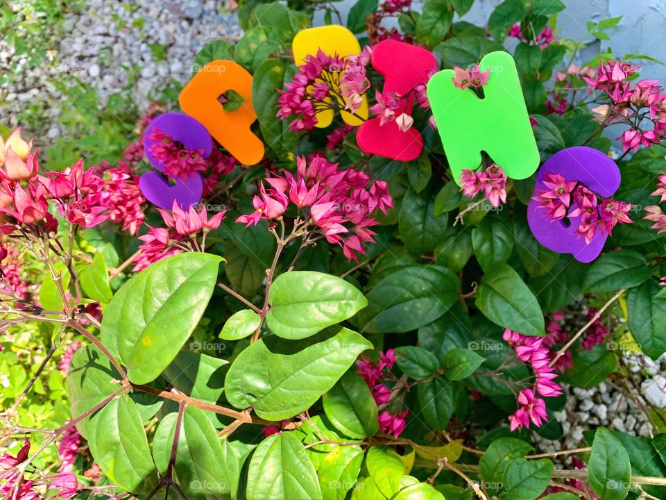 Spring Letterings With Flowers Through It Spring Is Sprung with Plant Of Pink Flowers And Two Tones Green Leaves