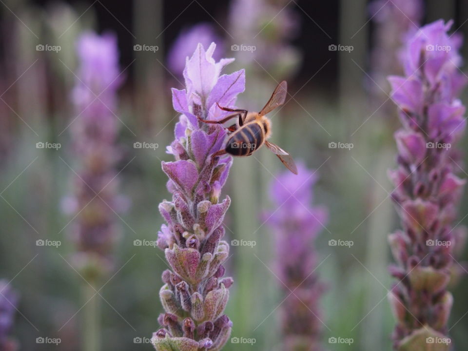 Bee on lavender flower