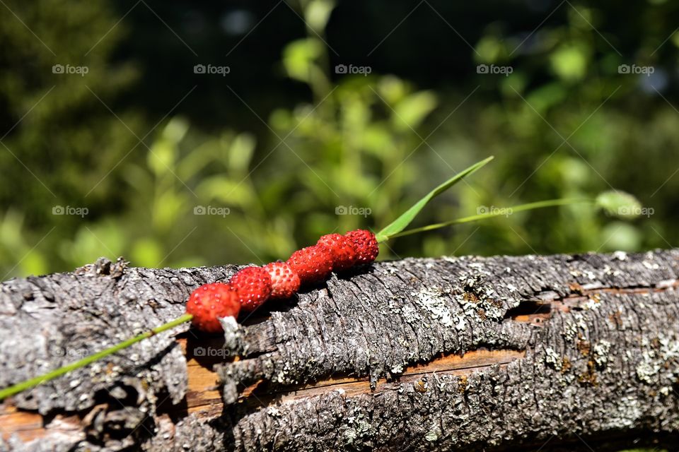 Strawberries on Straw 