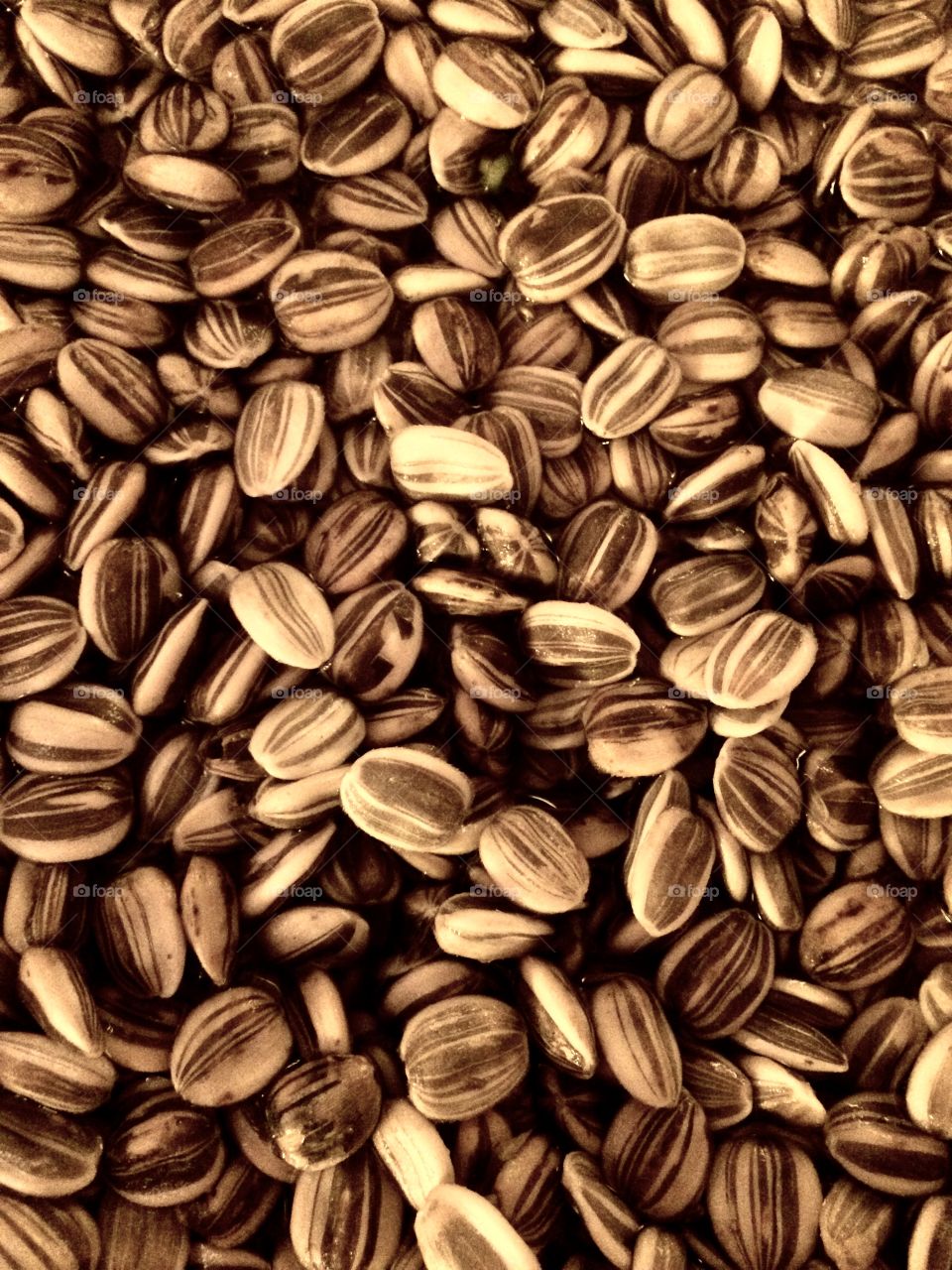Seeds