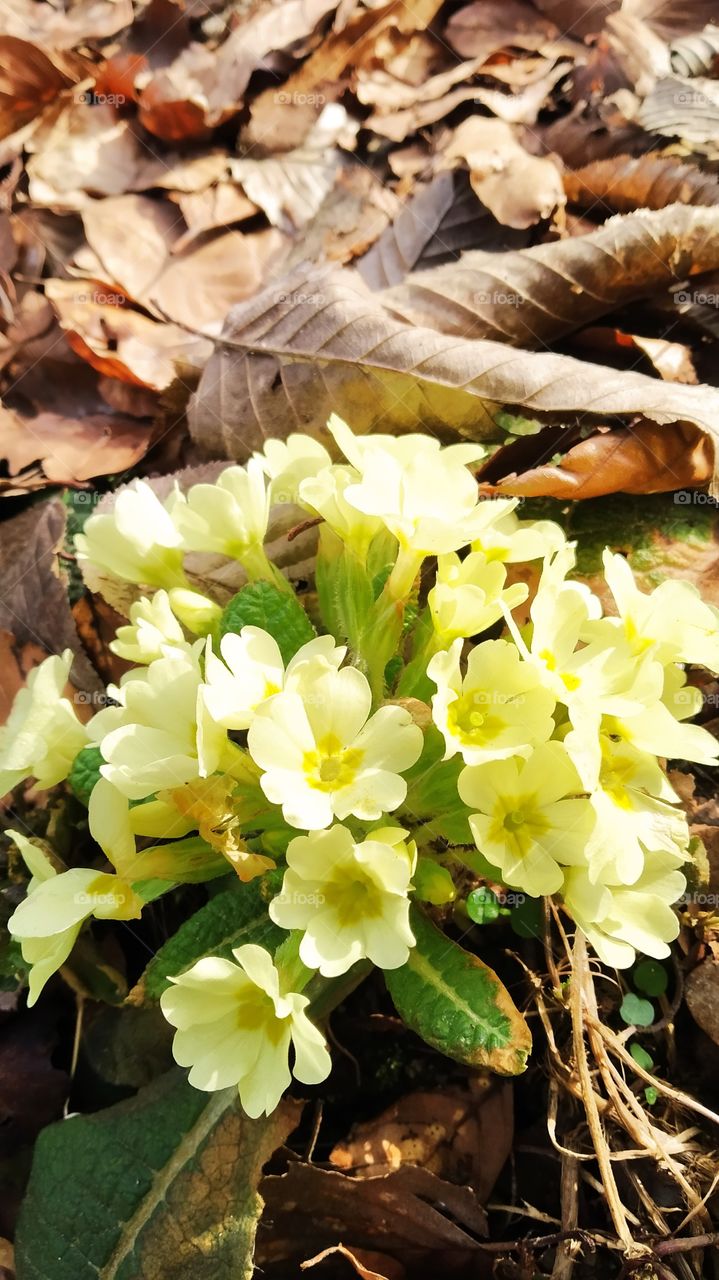 yellow primroses bloom in the forest