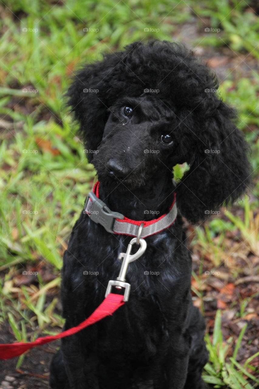 Black poodle