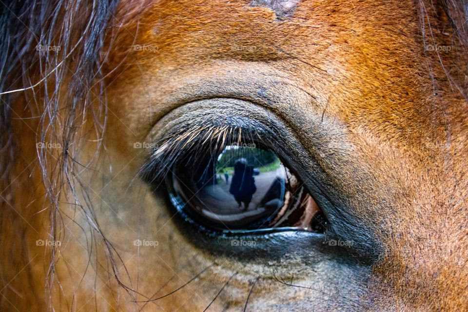 Into the soul of a horse.  Deep in and you can see me capt the photography.  its stylish