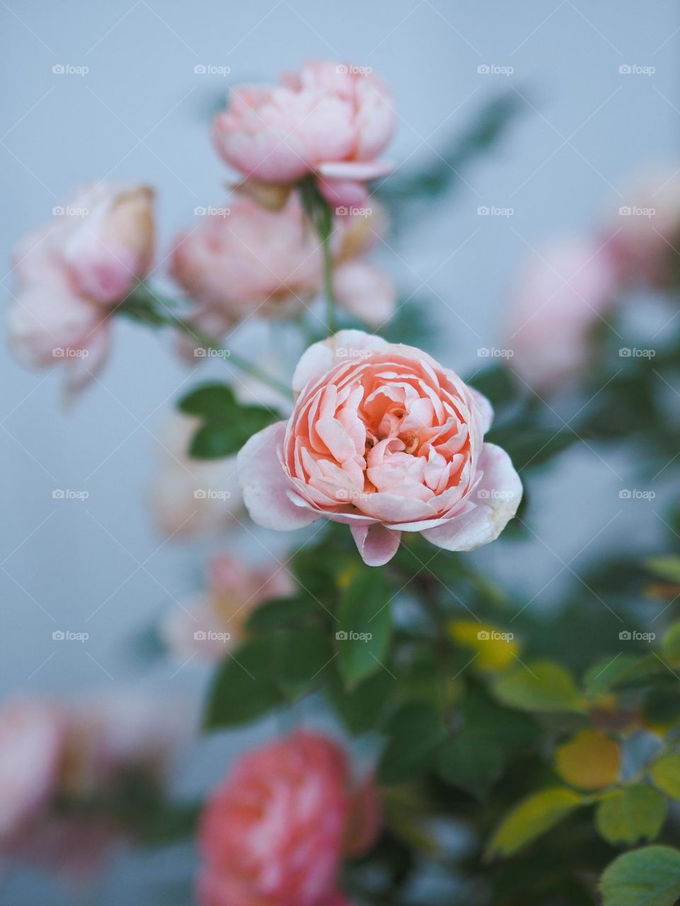 Pink rose on blue background 