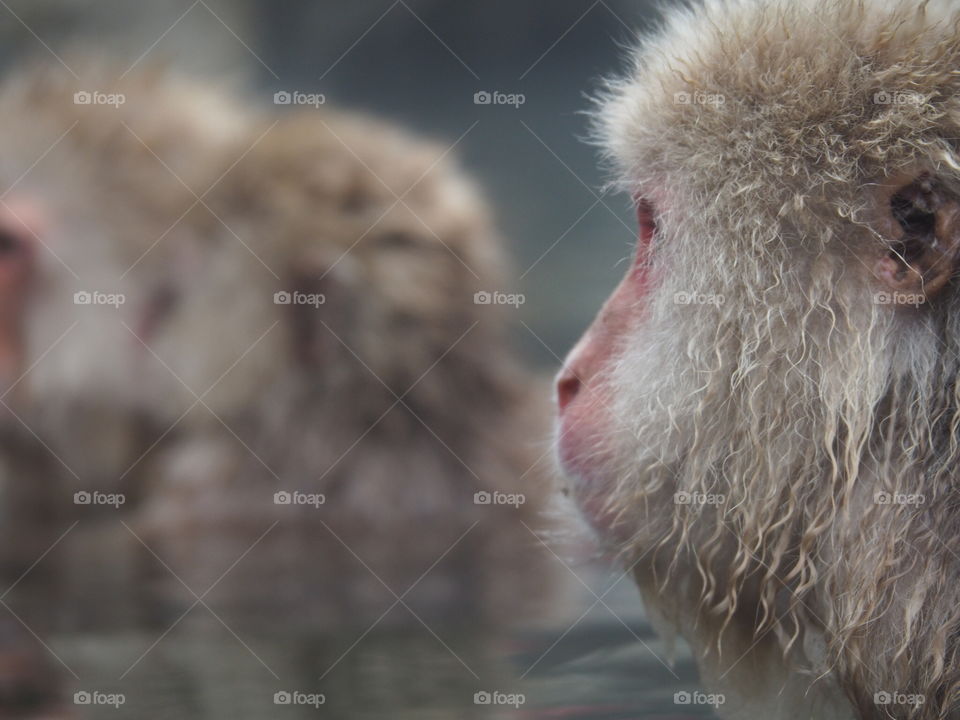 Snow monkey