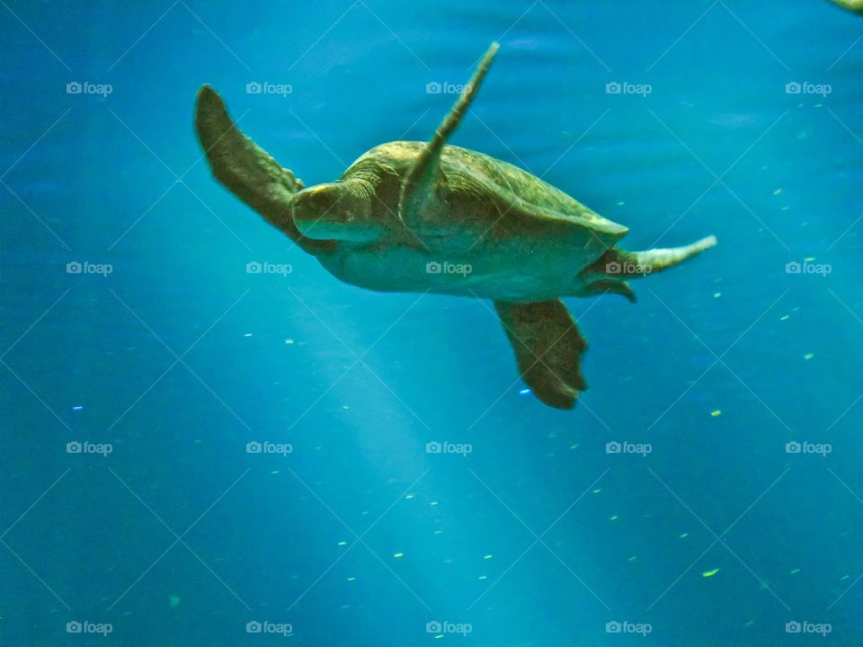 Sea turtle