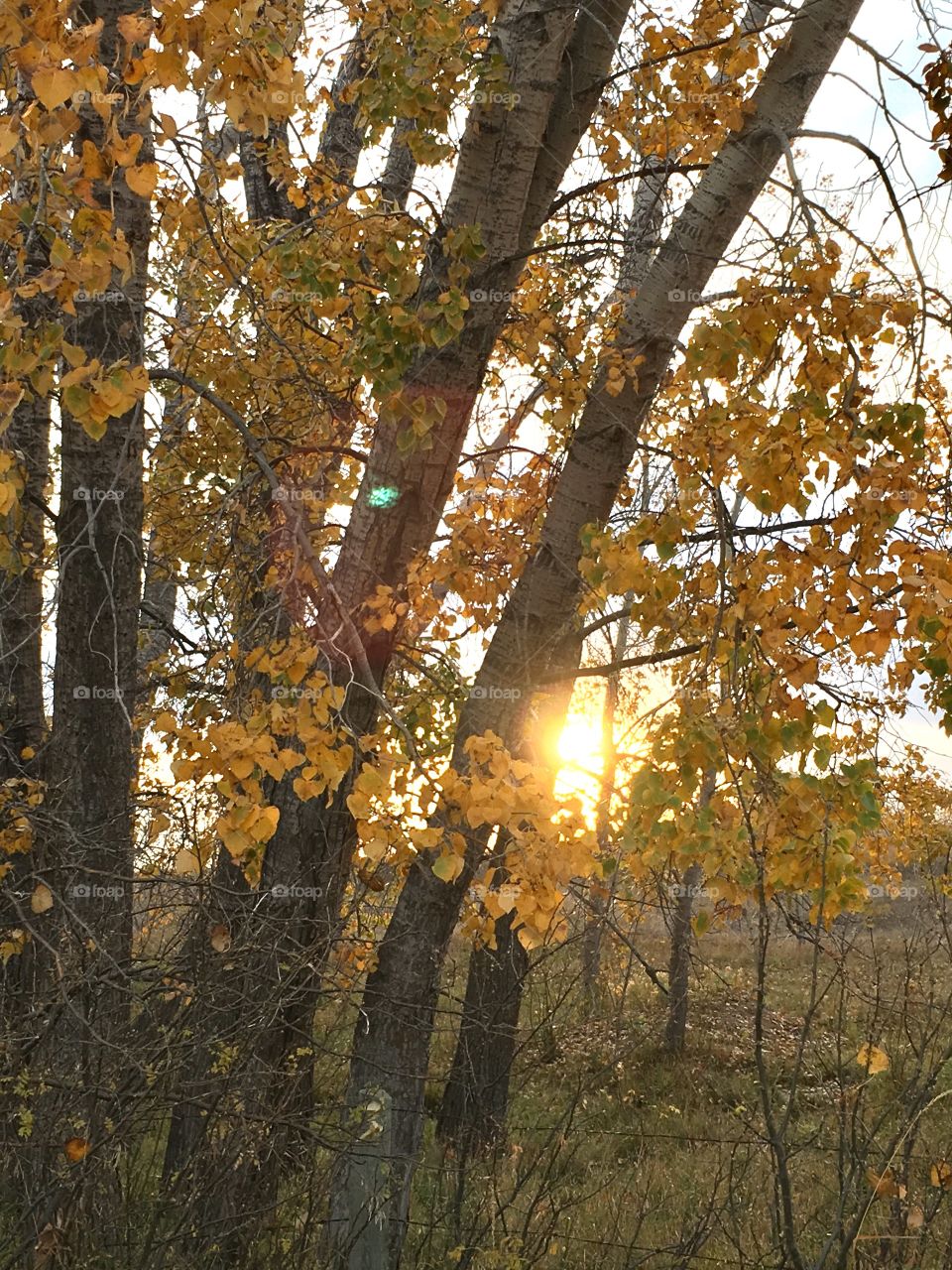 Last light of fall