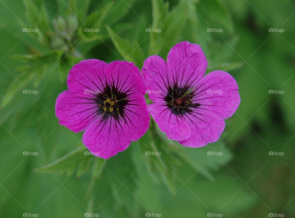 Pink Purple Flower