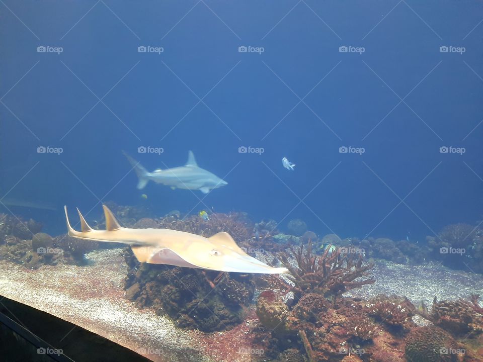Fish tank Ray