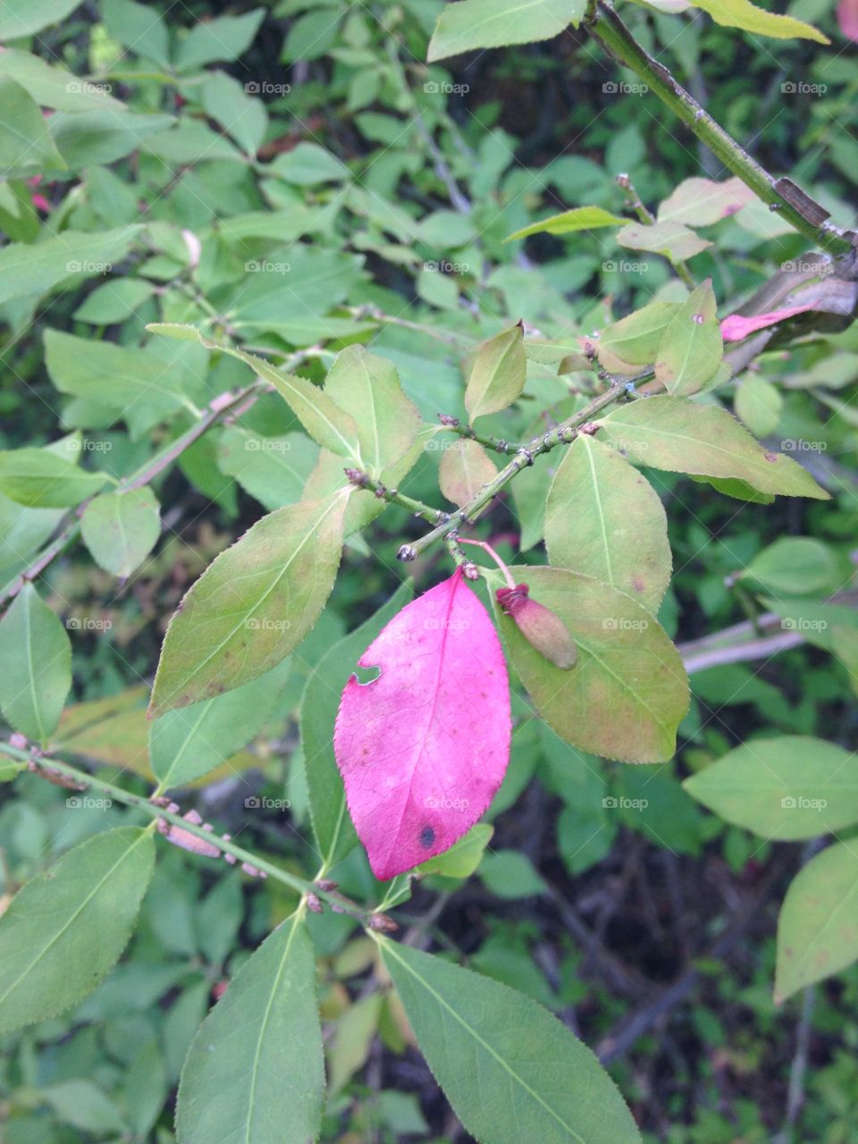 Pink leaf 