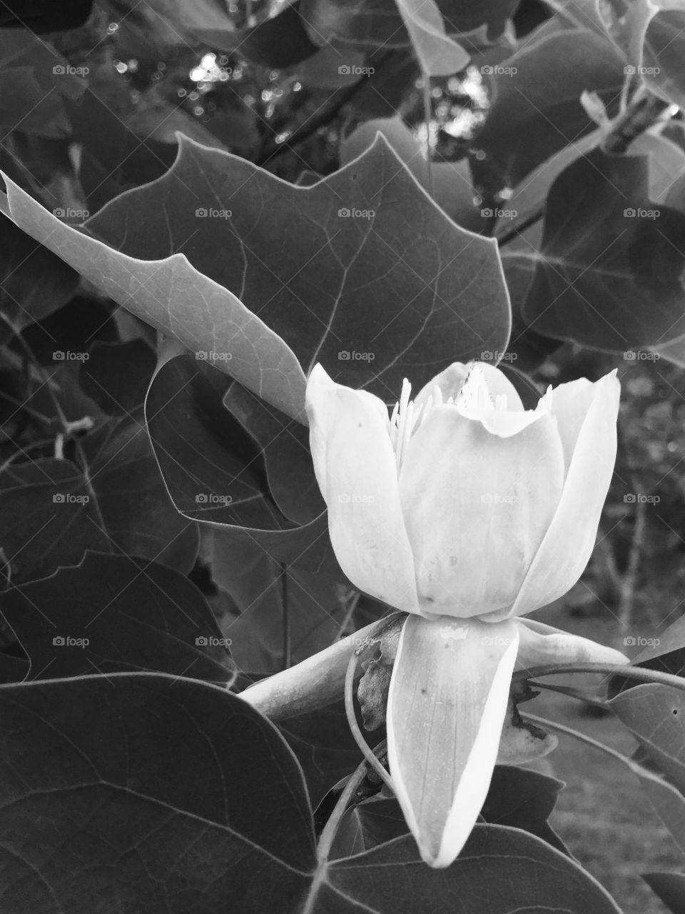 Simple beauty . Poplar flower in black and white 