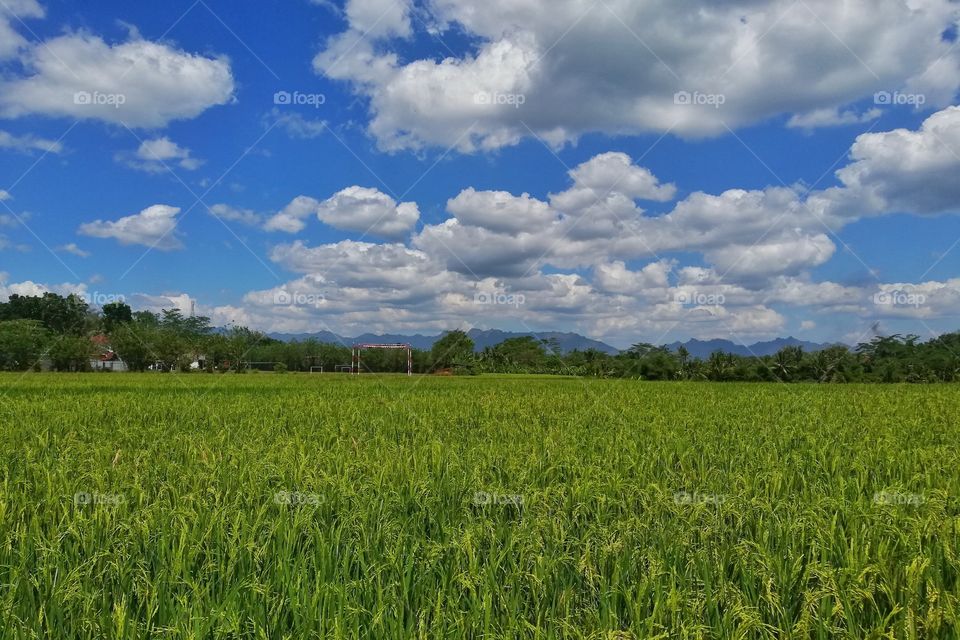 rice field