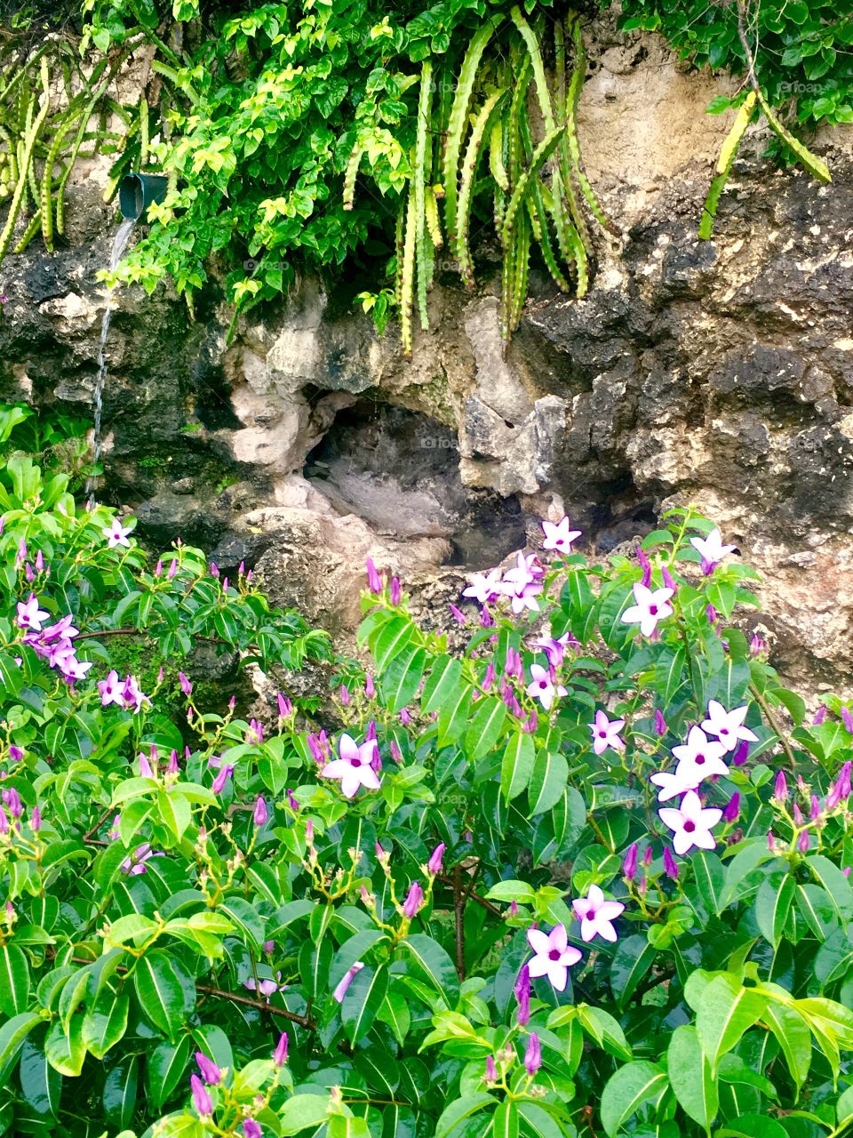 Barbados wall and flowers