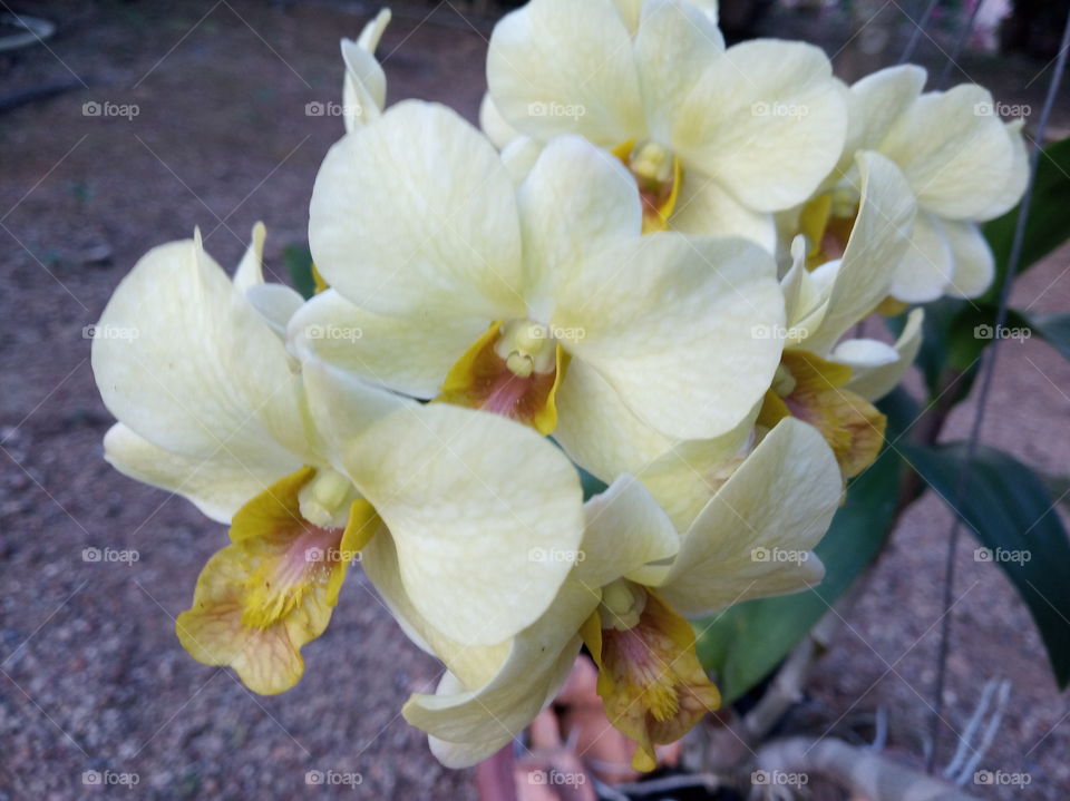 random shoot yellow orchids