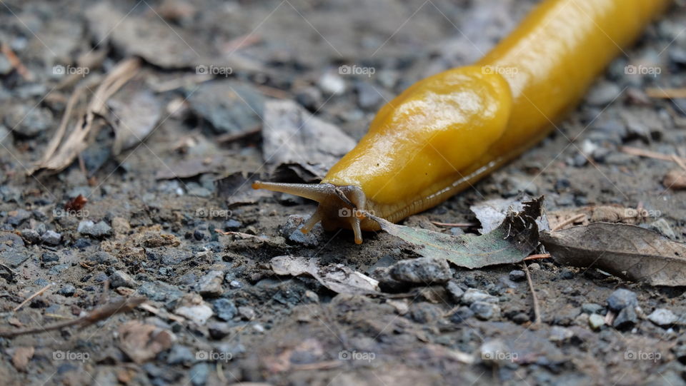 Slow and steady like a Banana Slug.