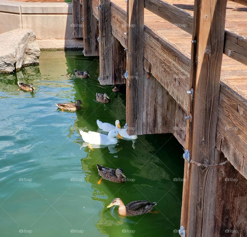Ducks in the Shade of a Bridge in a Hot Dat