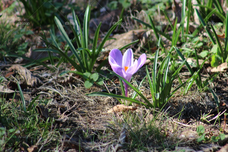 the lonely crocus