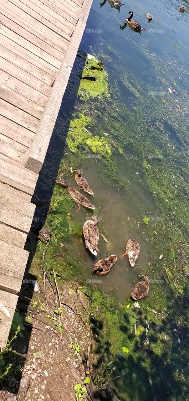 ducks