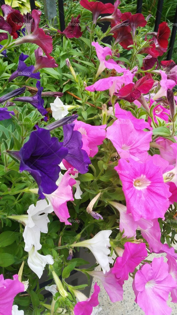 Nature, Flower, Flora, Garden, Leaf