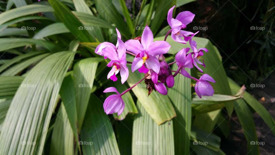 Orchid of the Atlanta Botanical Gardens