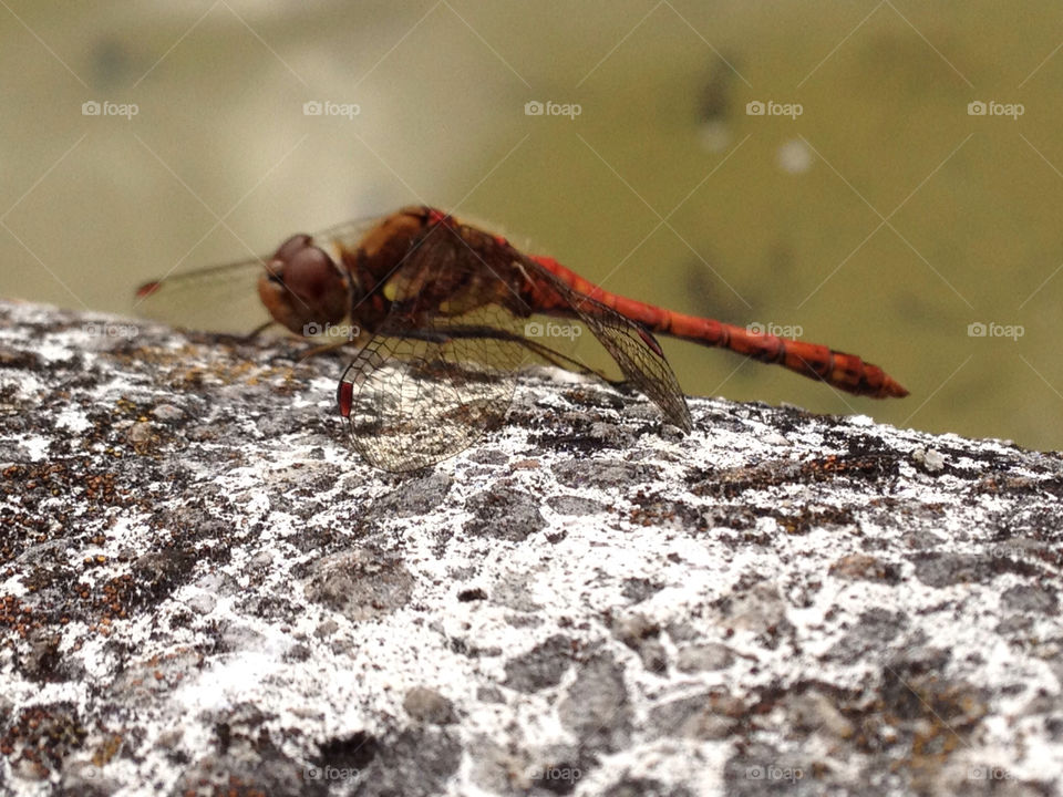 dragon dragonfly embankment by bob54