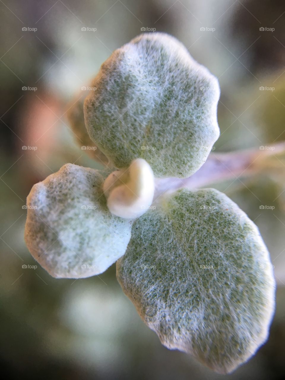 Fuzzy leaves 