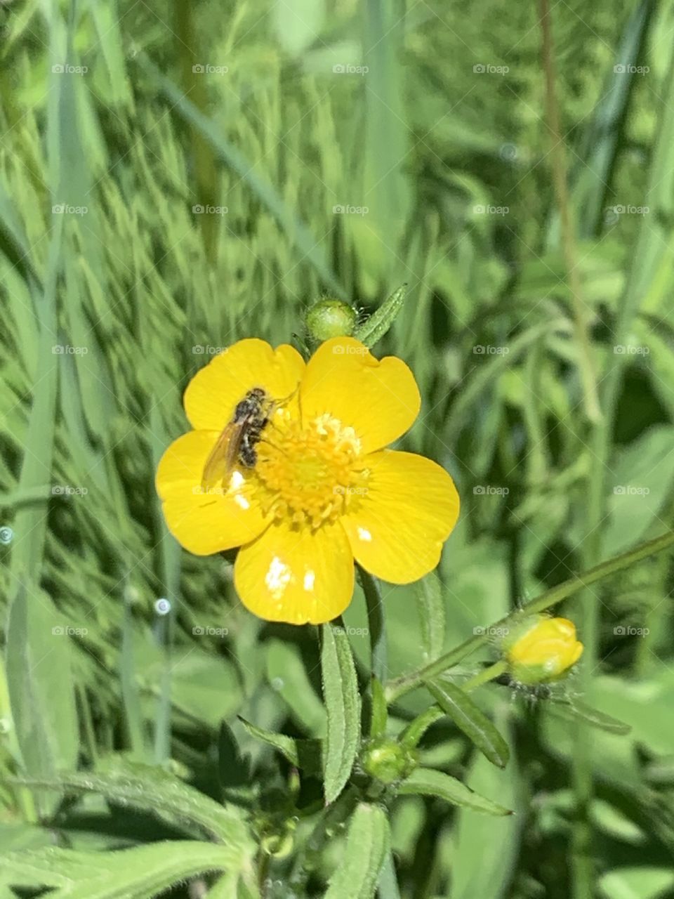 Buttercup with a fly 