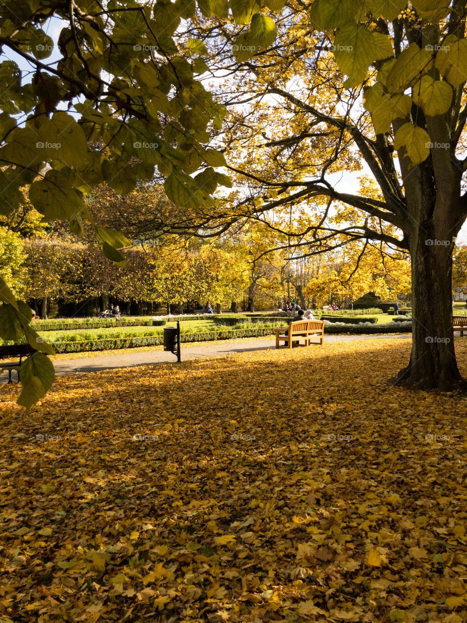 autumn in the park