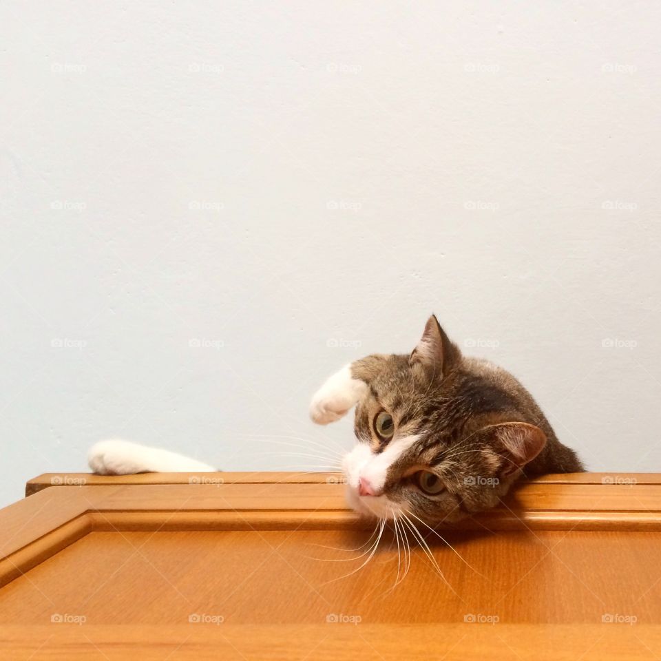 Cat layin'on the kitchen