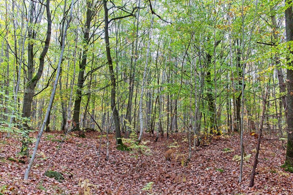 autumn tree in the park