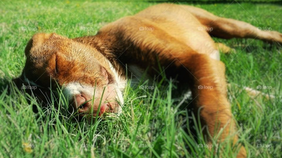 A Catahoula pit bull mix puppy dog sleeping in the green grass