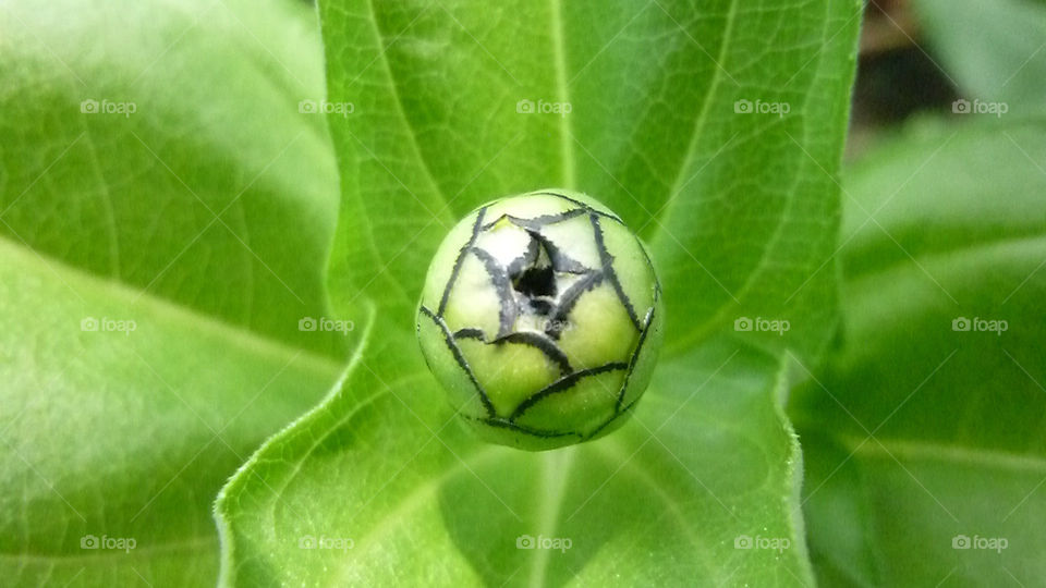 Getting ready to bloom