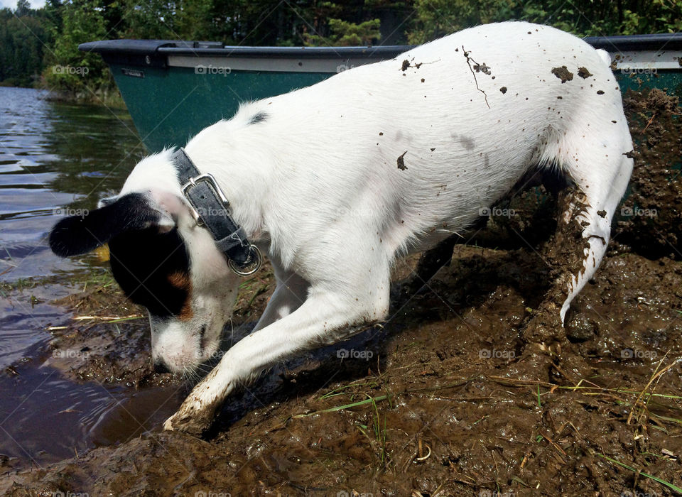 Jack Russell Terrier Dog digging in mud action stop motion photography at lake in summer 