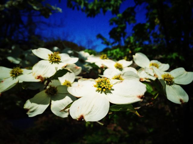 Dogwood