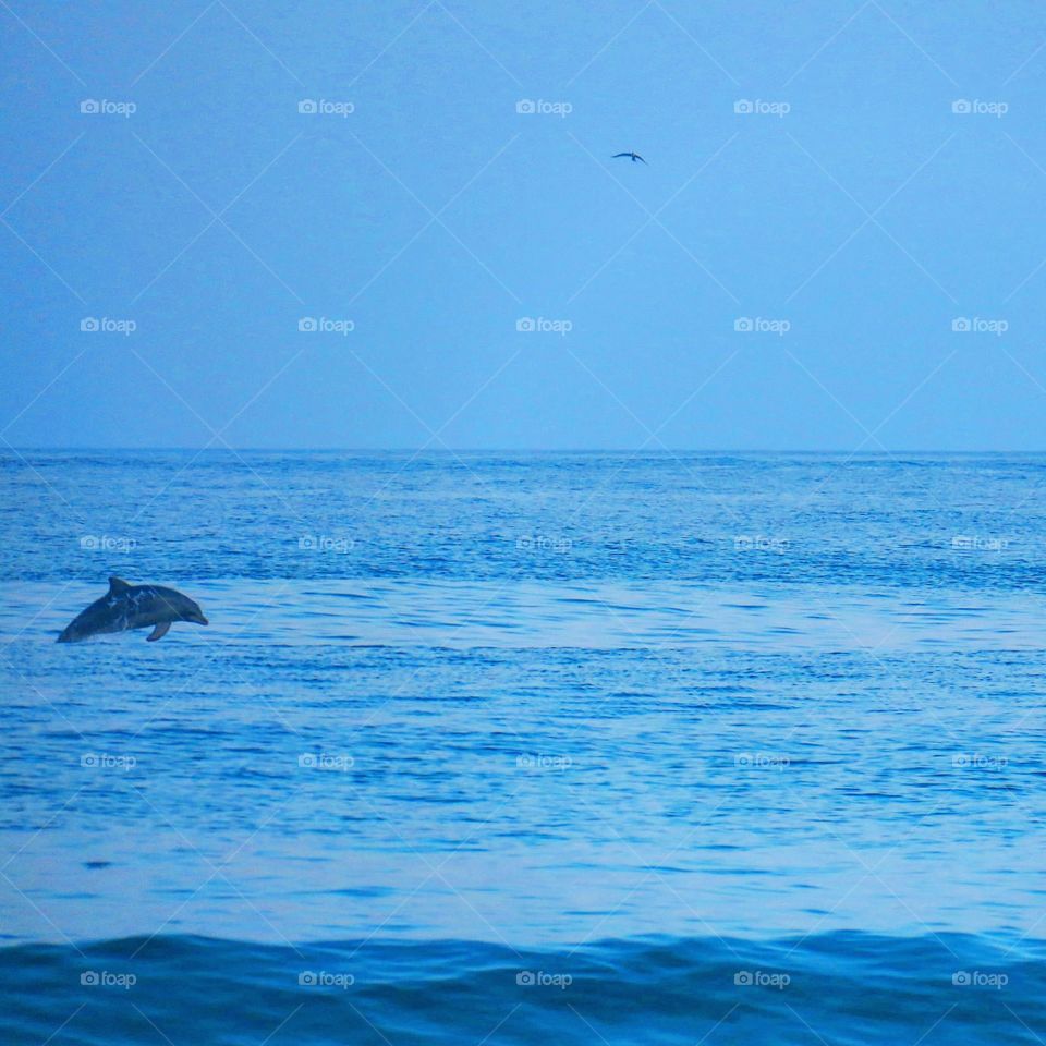 Dolphin jumping
