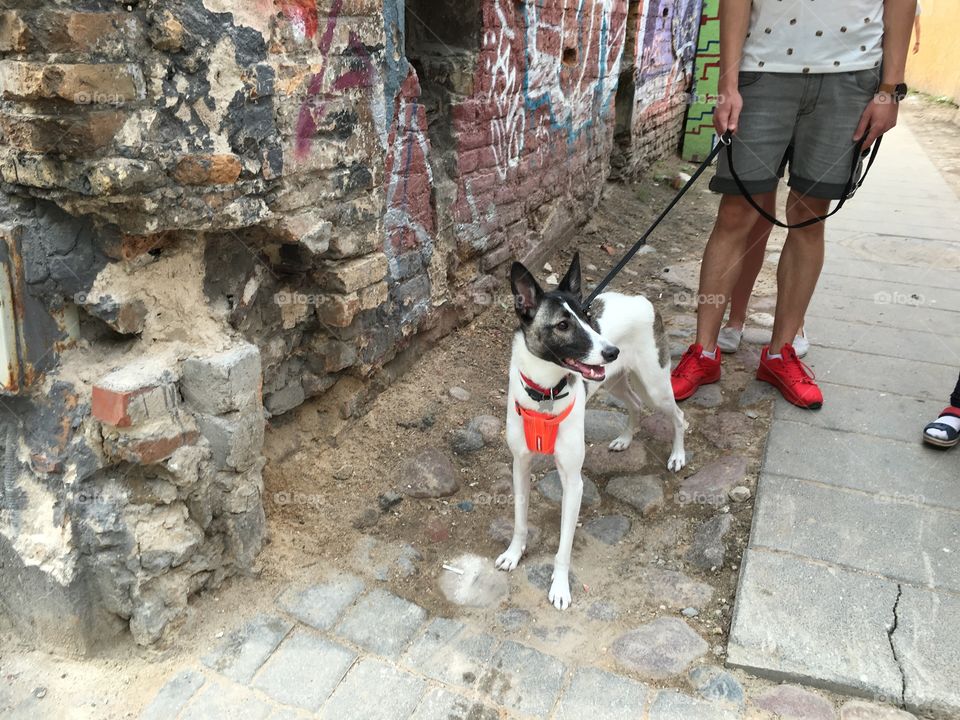 People, Dog, Portrait, Outdoors, Street