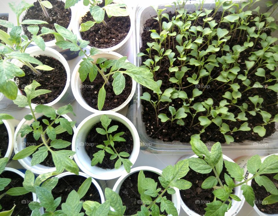 green young sprouts top view