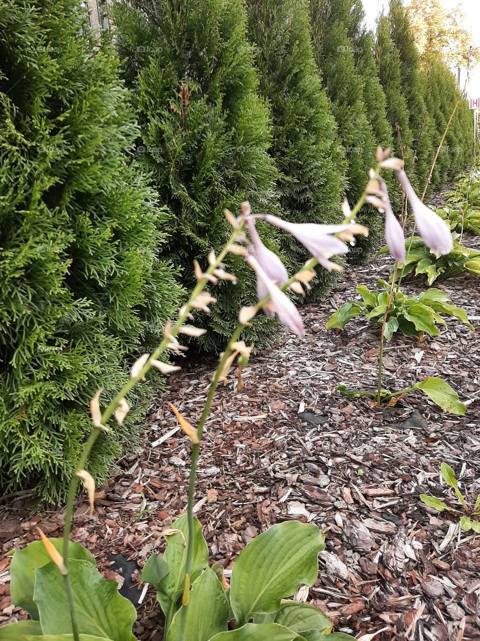 purple flowers in line