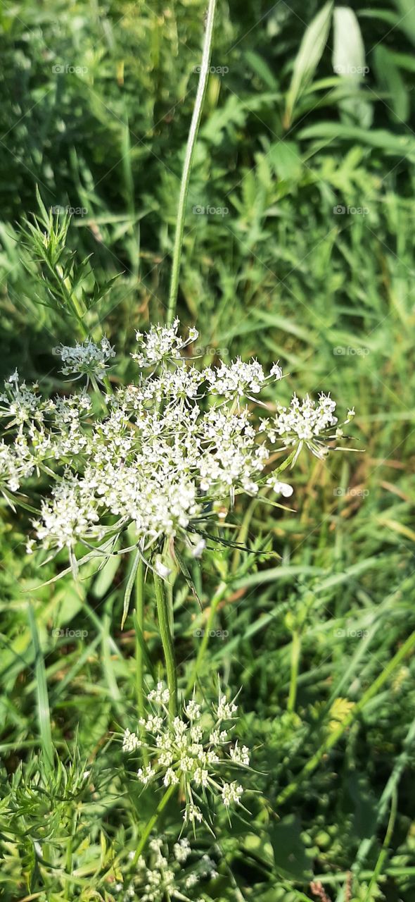 white milfoil on meadow