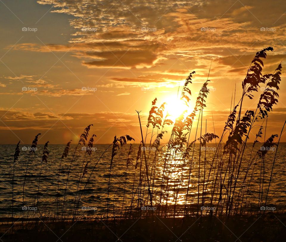 Sea Oats - A magnificent sunset through the sea oats. Spectacular and colorful clouds reflect on the waters surface