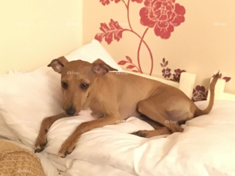 Amber the Italian greyhound puppy sat on a stack of old pillows in the house
