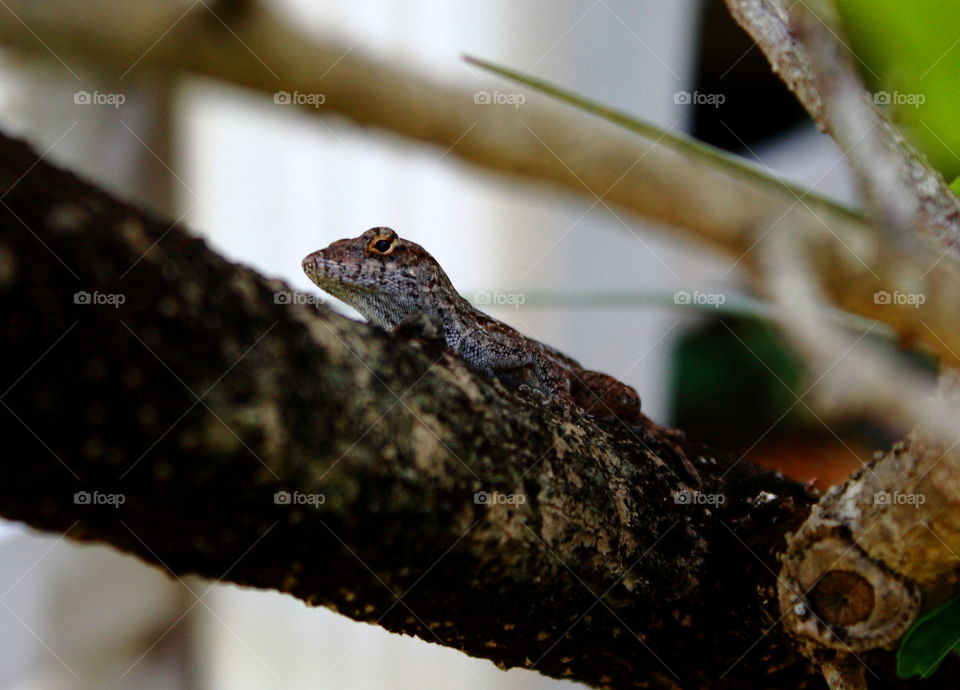 lizard in a tree