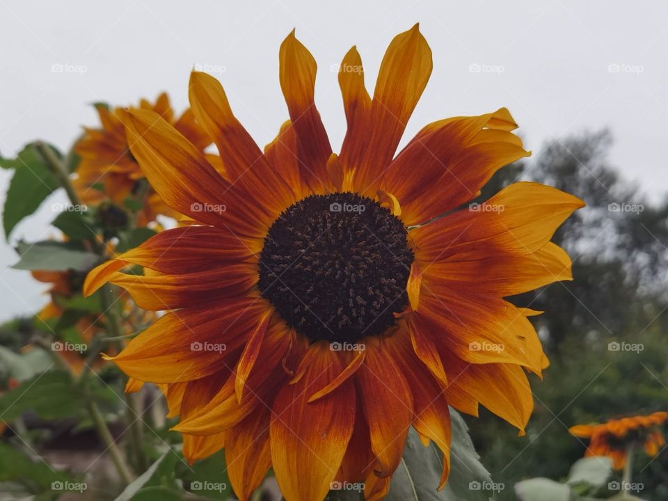 sunflower
