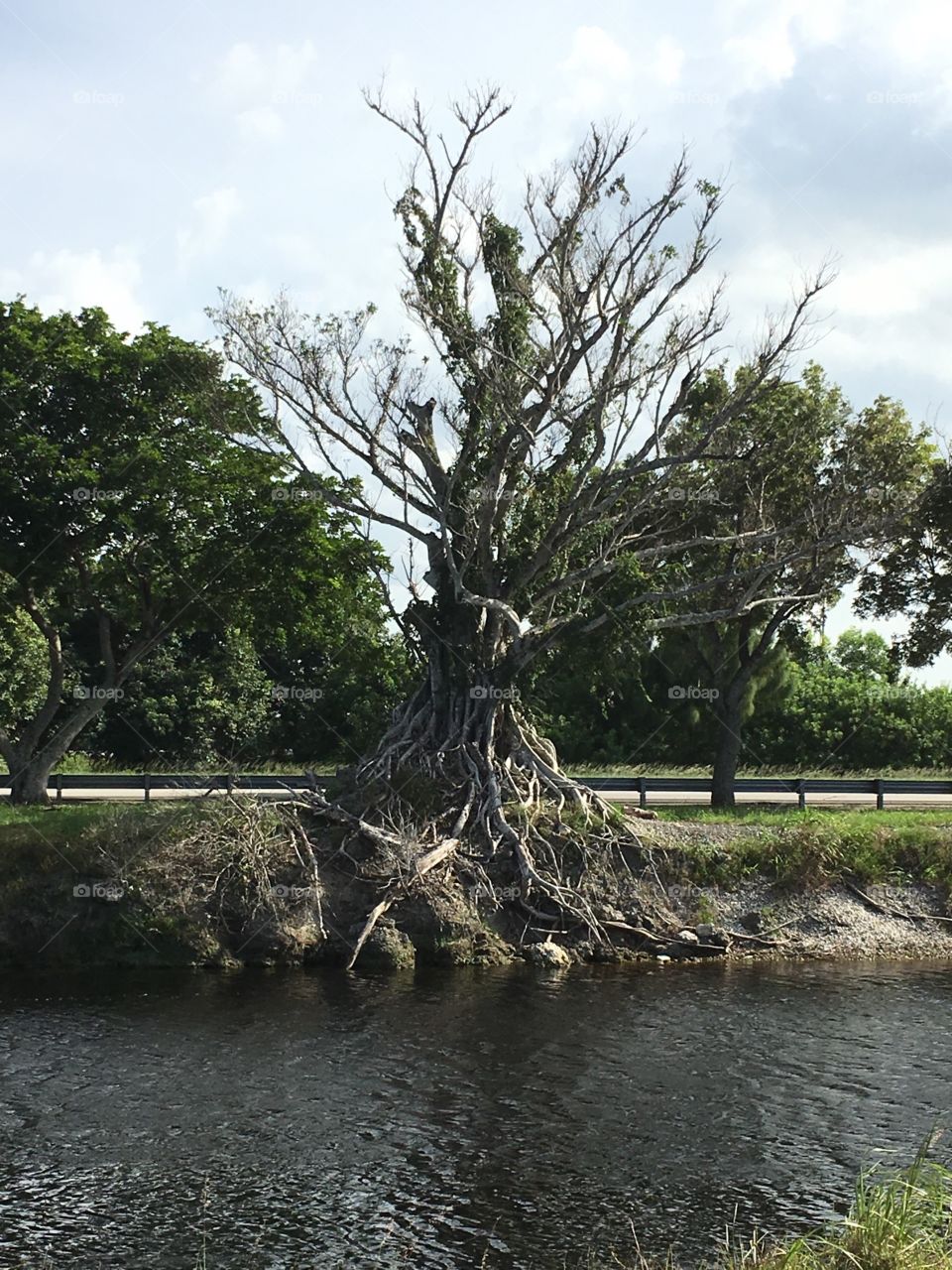Tree with exposed roots growing into the canal in the Everglades in Florida 