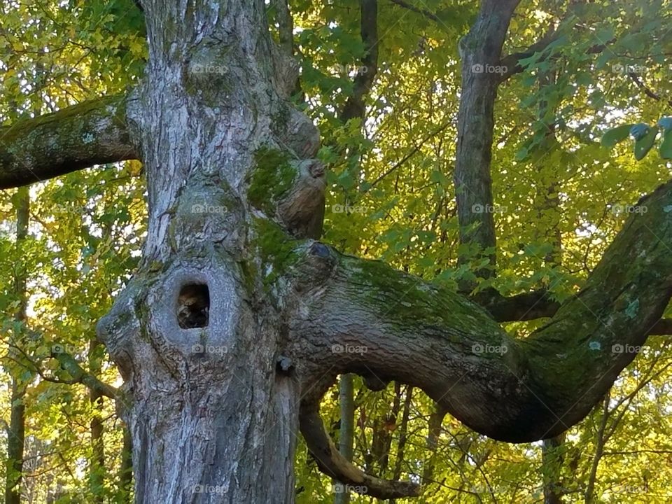 Driving the Back Roads and enjoying everything around us.  If you take time to look around, you might see cool trees.