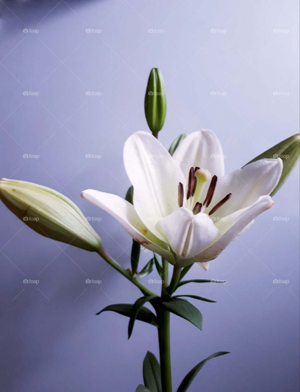 Beautiful lily flower