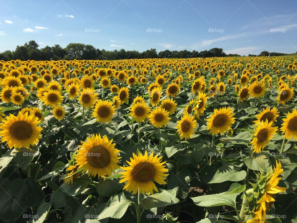 Sunflower field in bloom