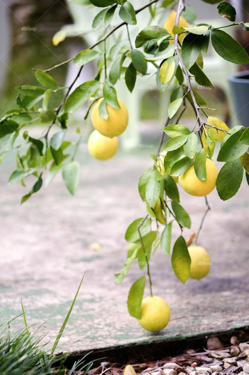 Potted Meyer lemon tree on patio